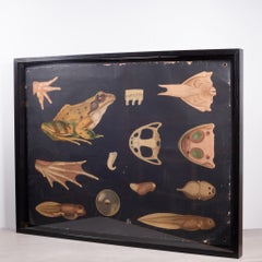Dutch School House Science Class Scroll of Frog Anatomy, c.1930-1950