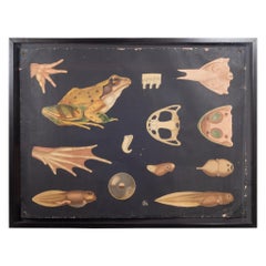 Antique Dutch School House Science Class Scroll of Frog Anatomy, c.1930-1950