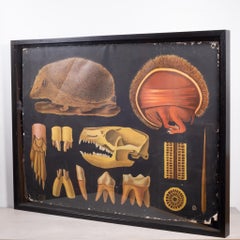 École de science d'école hollandaise, volutes d'anatomie des héritiers, vers 1930-1950