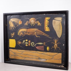 Dutch School House Science Class Scroll of Insect Anatomy c.1930-1950