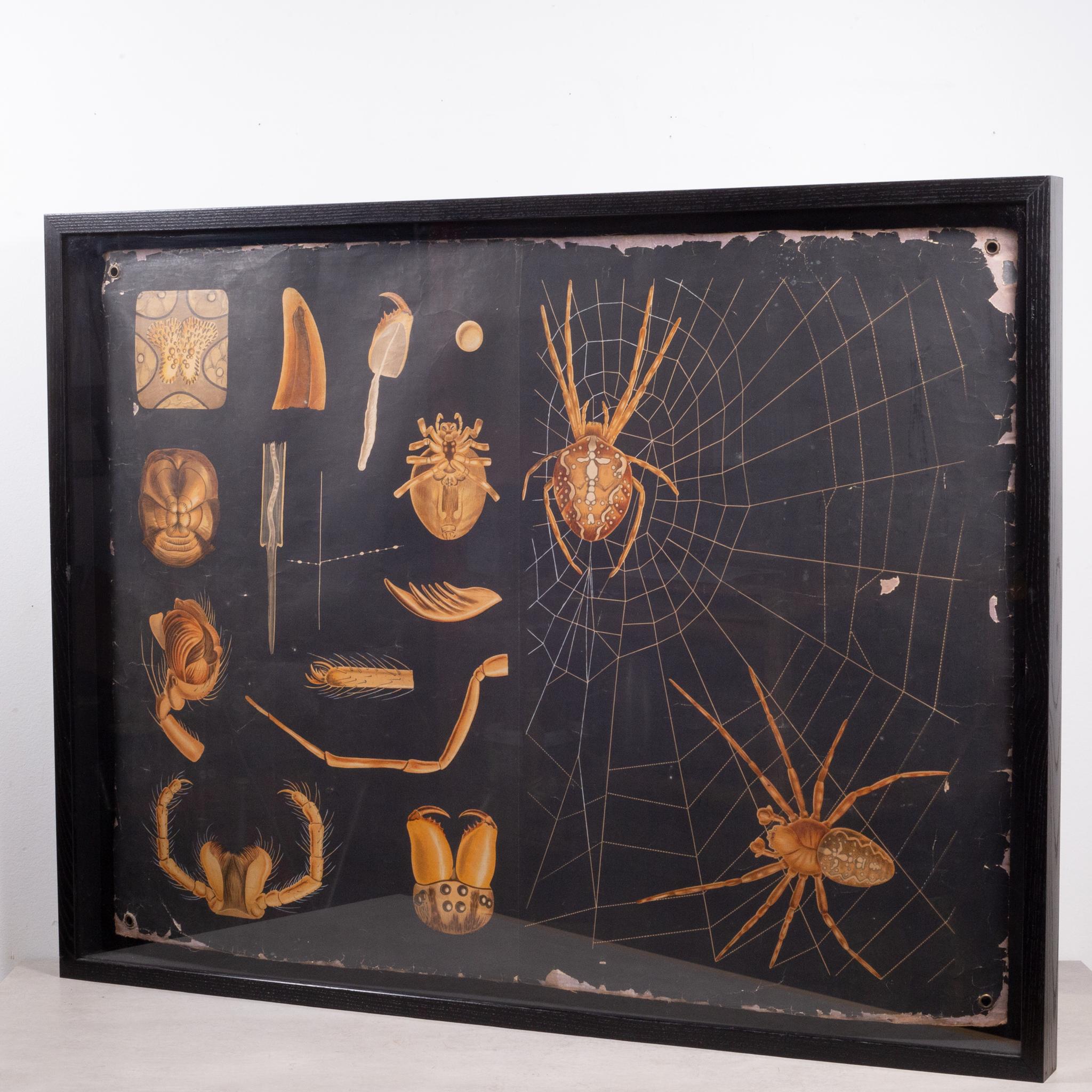 About

A vintage Dutch science class scroll of a spider's anatomy. The piece is shadowboxed in a black matte frame and the scroll has been set back in the frame. The frames were custom made and not professionally framed.

Please note we have