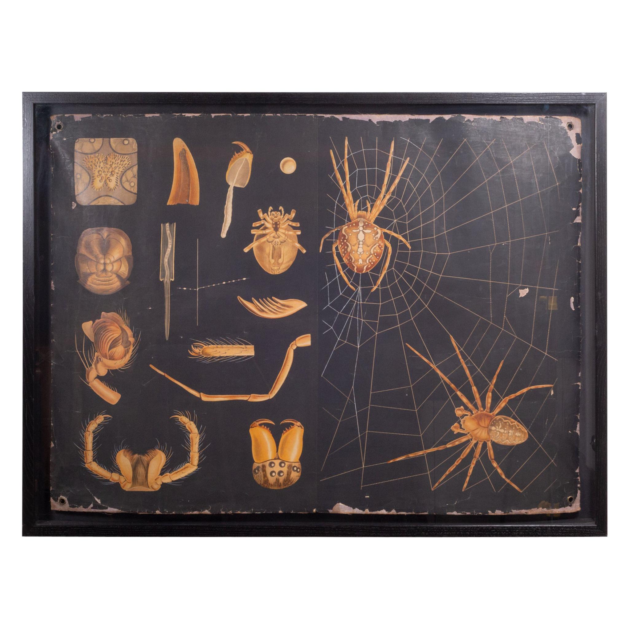 Dutch School House Science Class Scroll of Spider Anatomy, c.1930-1950
