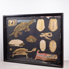 Dutch School House Science Class Scroll of Turtle Anatomy, c.1930-1950