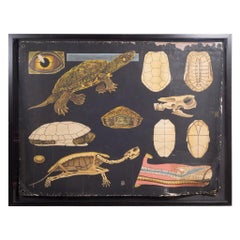 Dutch School House Science Class Scroll of Turtle Anatomy, c.1930-1950