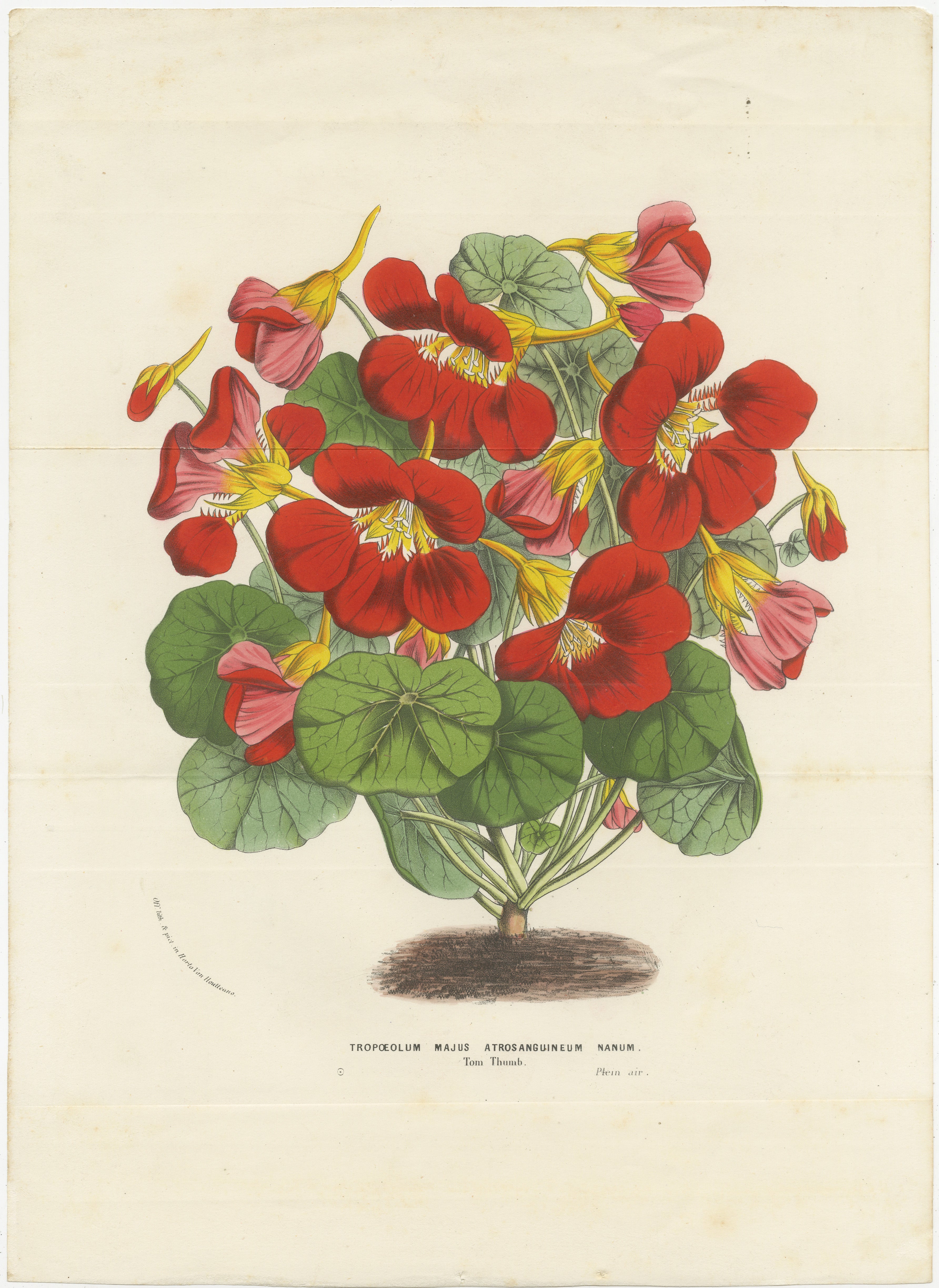 Esta litografía muestra *Tropaeolum majus atrosanguineum nanum*, conocida comúnmente en inglés como capuchina carmesí enana o capuchina 
