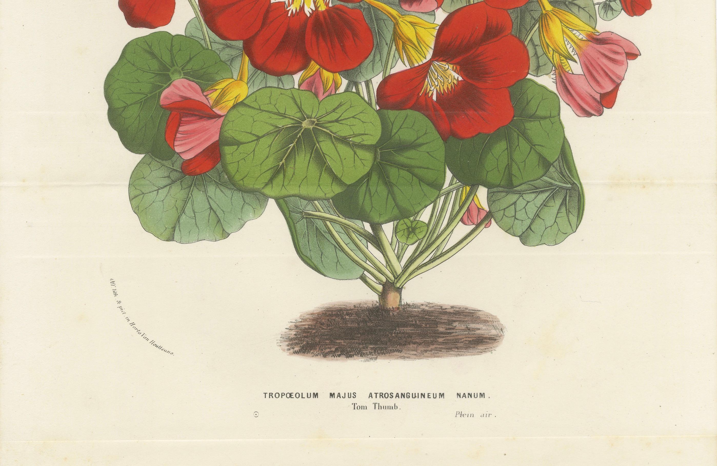 Capuchina carmesí enana (