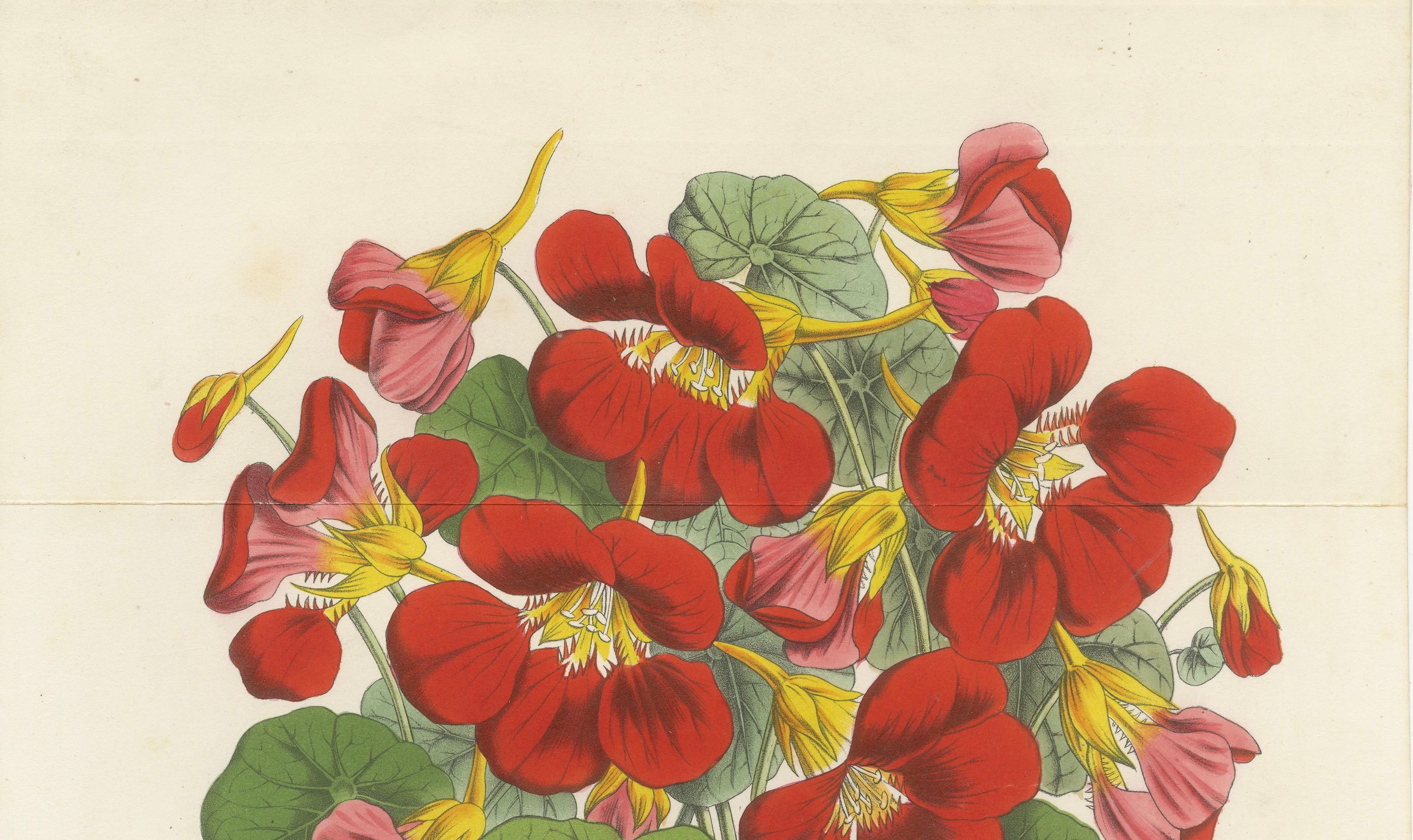 Capuchina carmesí enana (