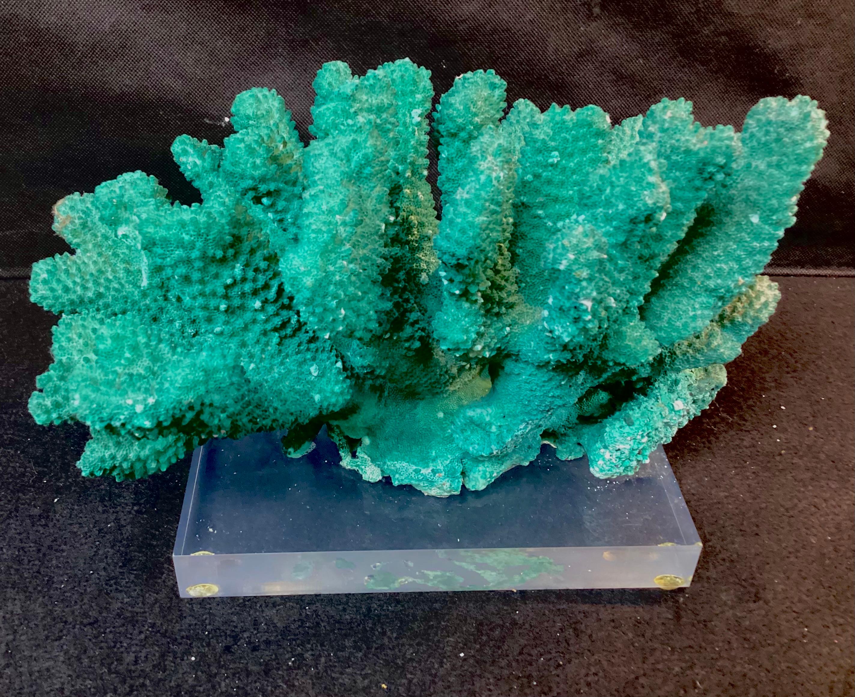 Dyed green coral reef specimen, mounted on a clear Lucite base. Nice size to use as coastal, nautical, or beach decor.

