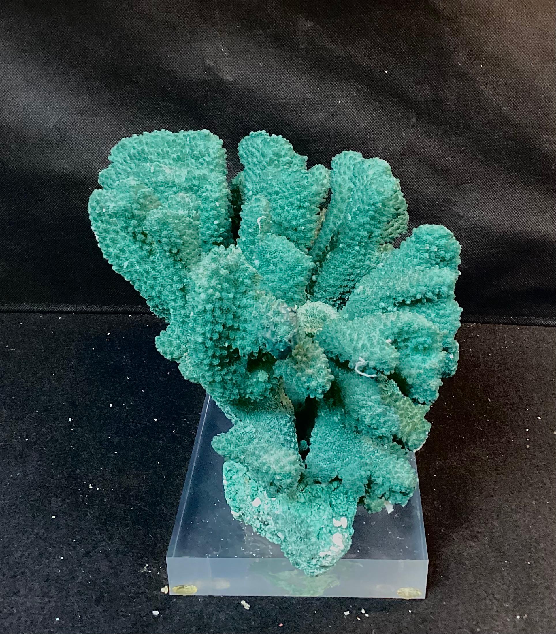 American Dyed Green Coral Reef Specimen On Lucite Base