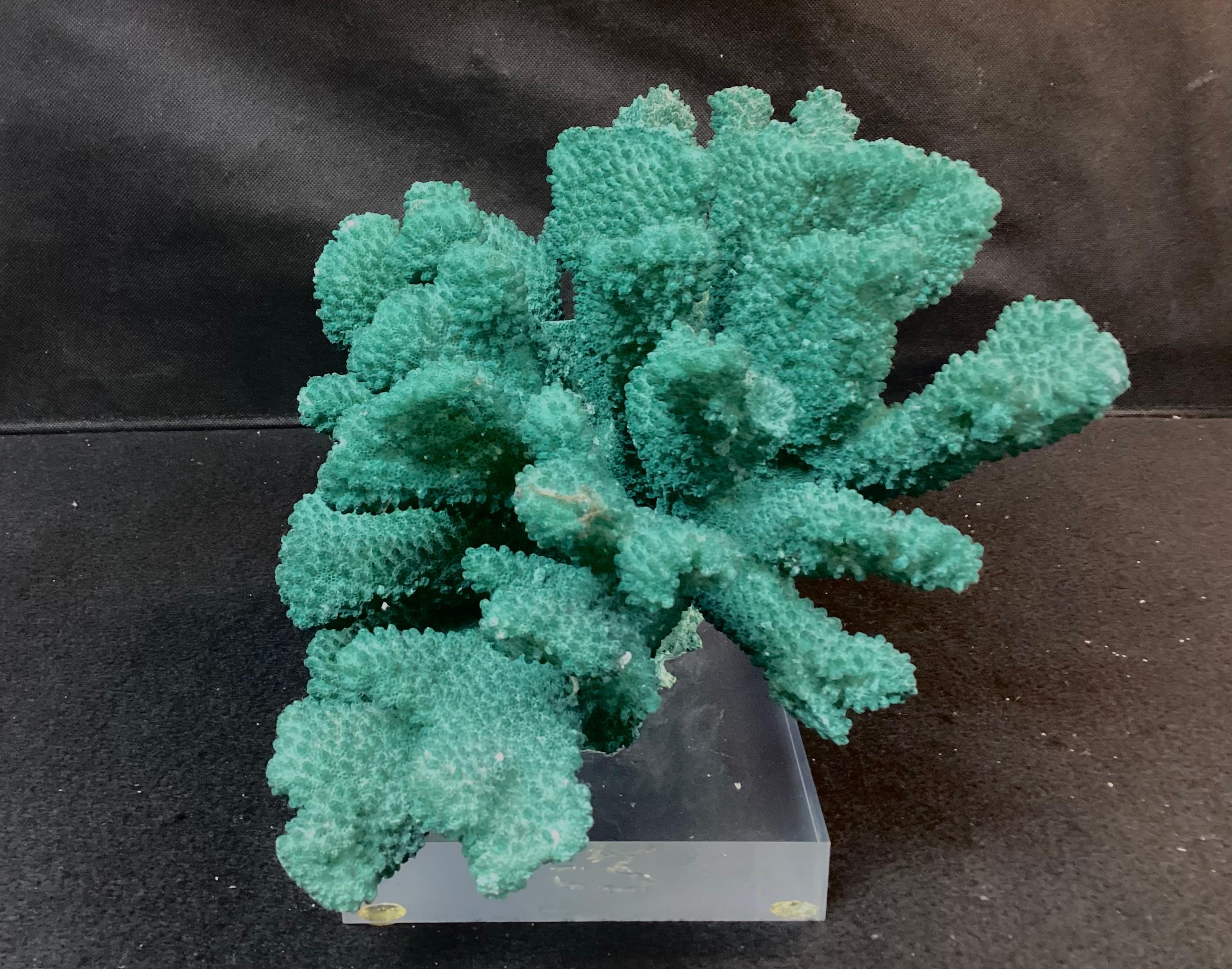 Dyed Green Coral Reef Specimen On Lucite Base In Good Condition In Bradenton, FL