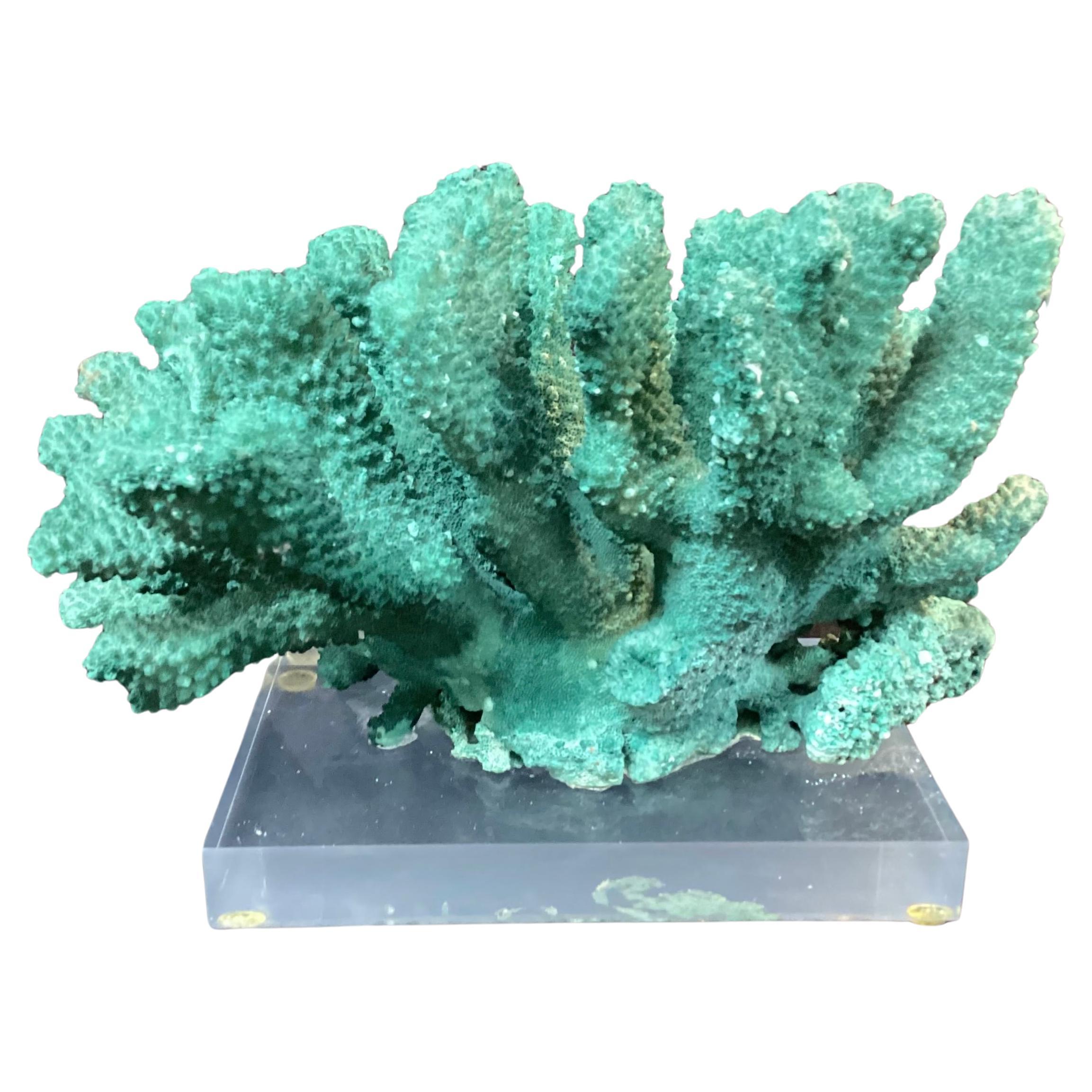 Gefärbtes grünes Korallenreef-Exemplar auf Lucite-Sockel