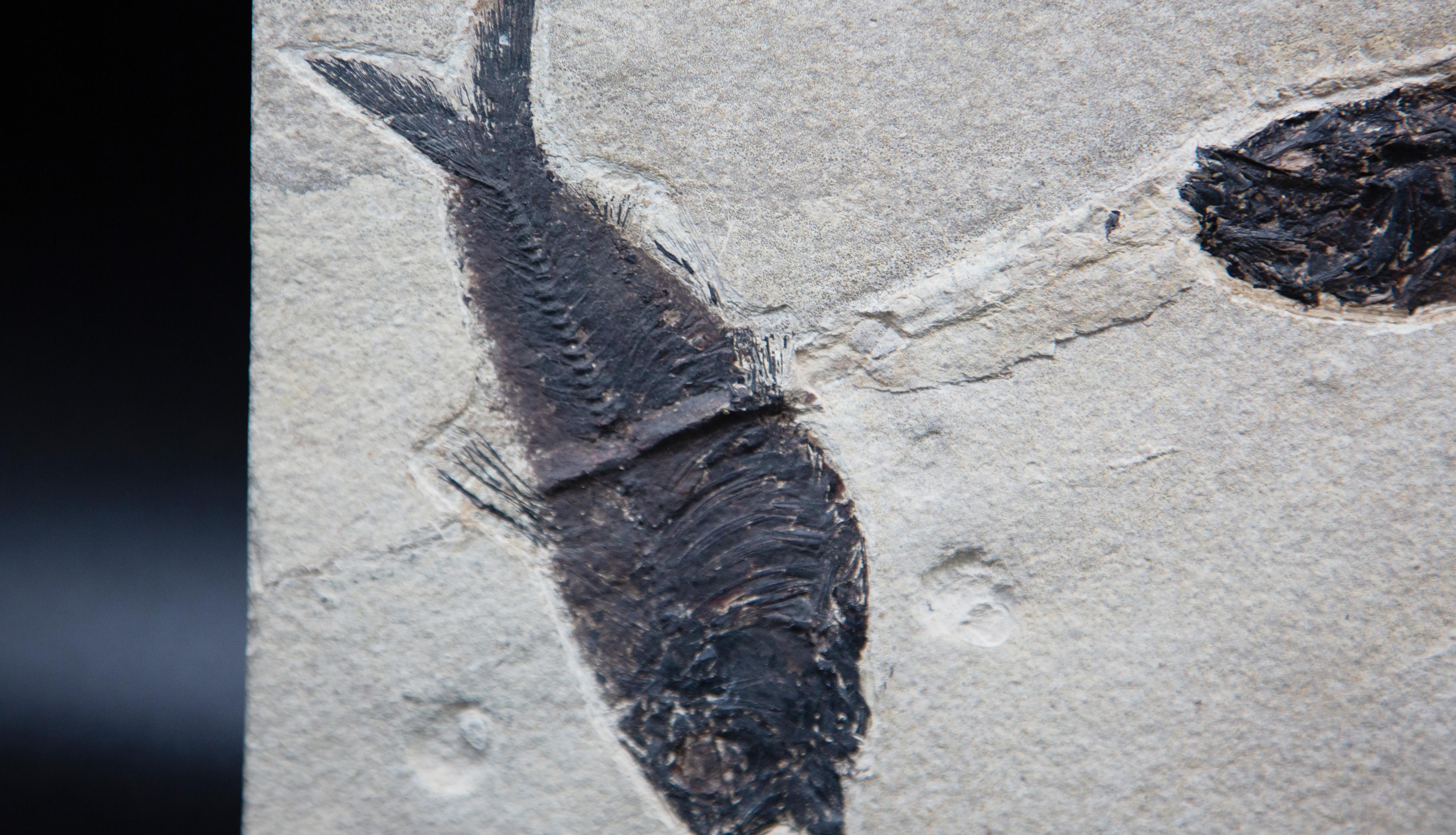 Dyplomistus Fish Fossil In Excellent Condition In New York, NY