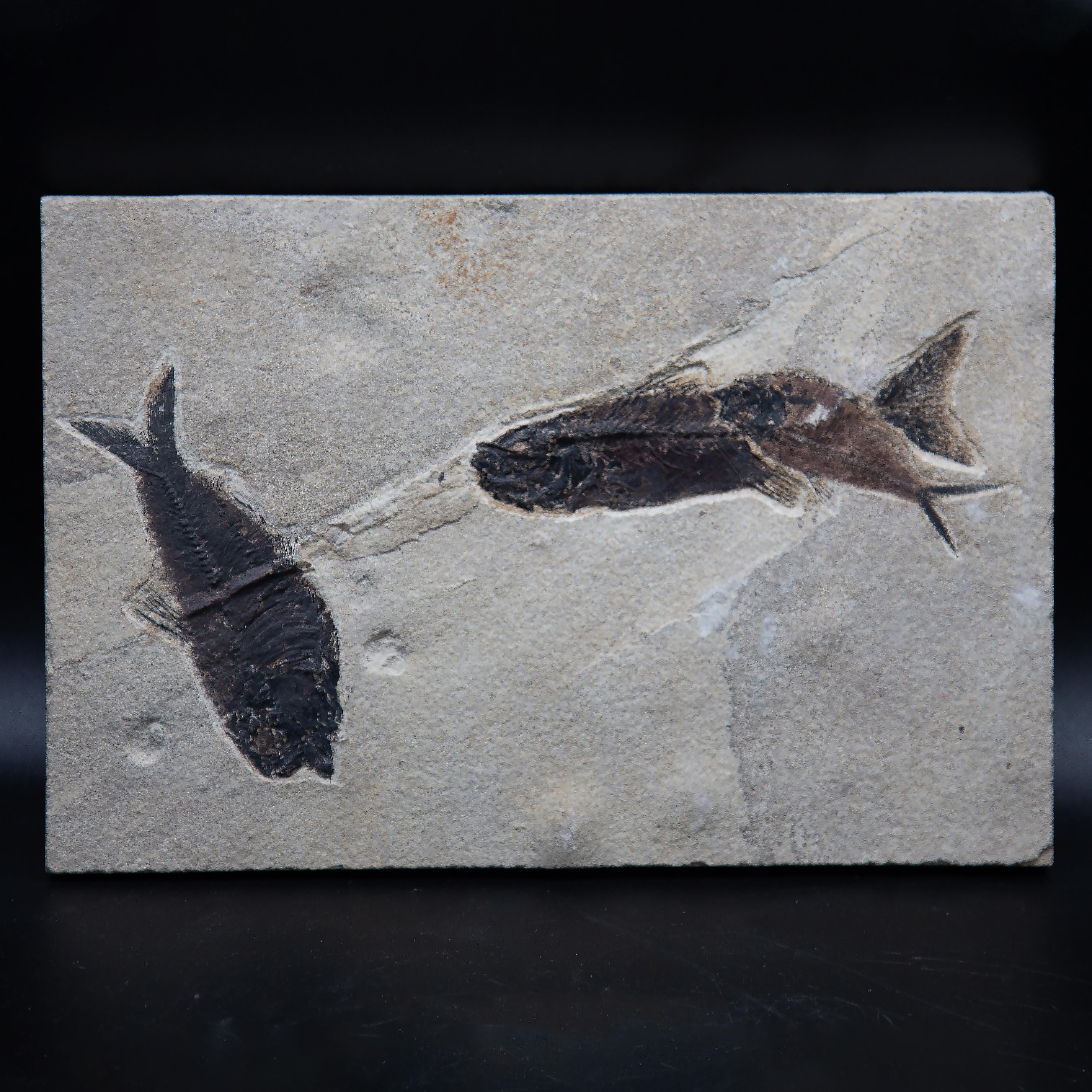 Stone Dyplomistus Fish Fossil