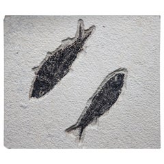 Dyplomistus Fish Fossil