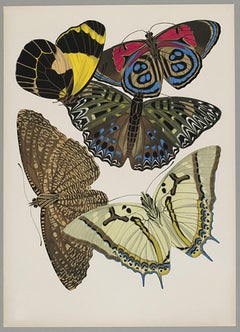 Butterfly Pochoir Prints - 11