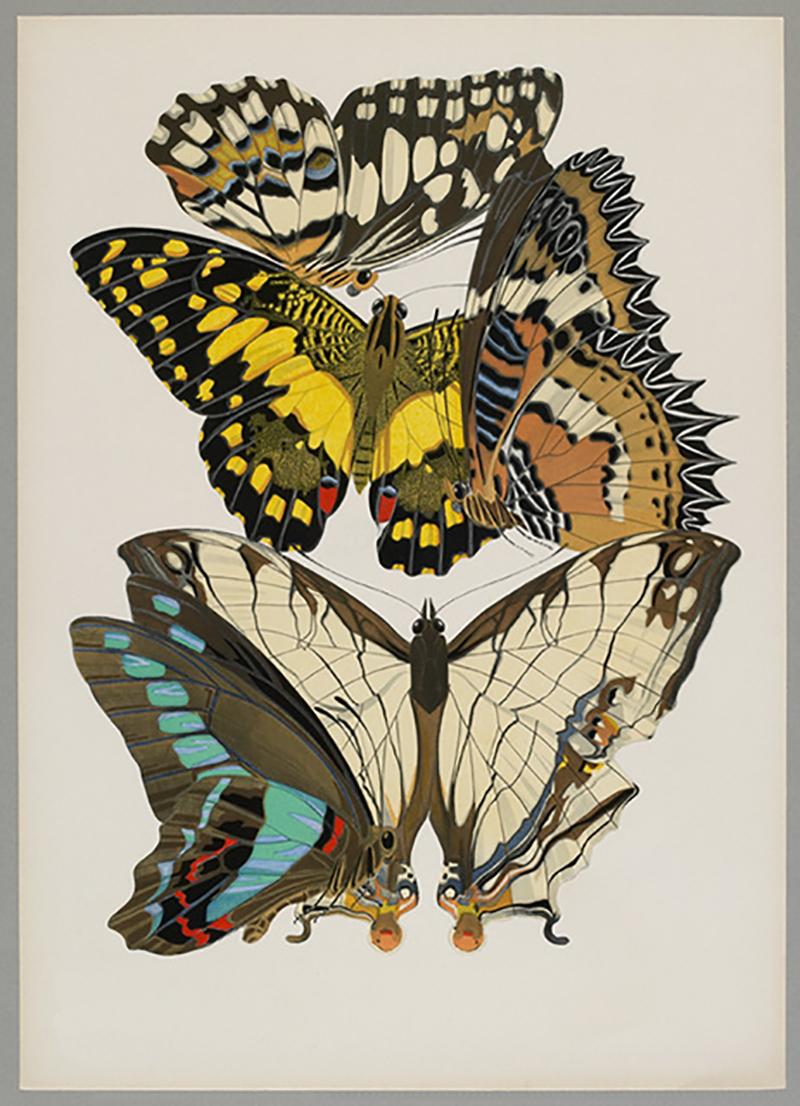 Butterfly Pochoir Prints - 6 - Beige Animal Print by E.A. Seguy