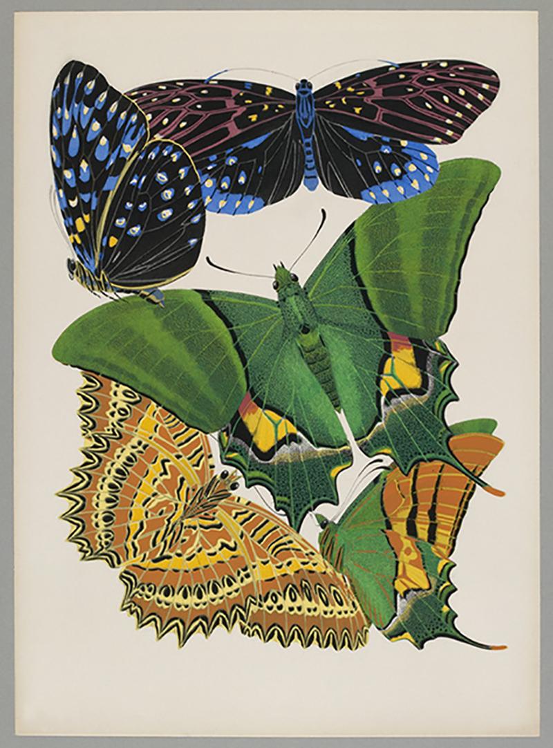 E.A. Seguy Color Photograph - Butterfly Pochoir Prints - 9