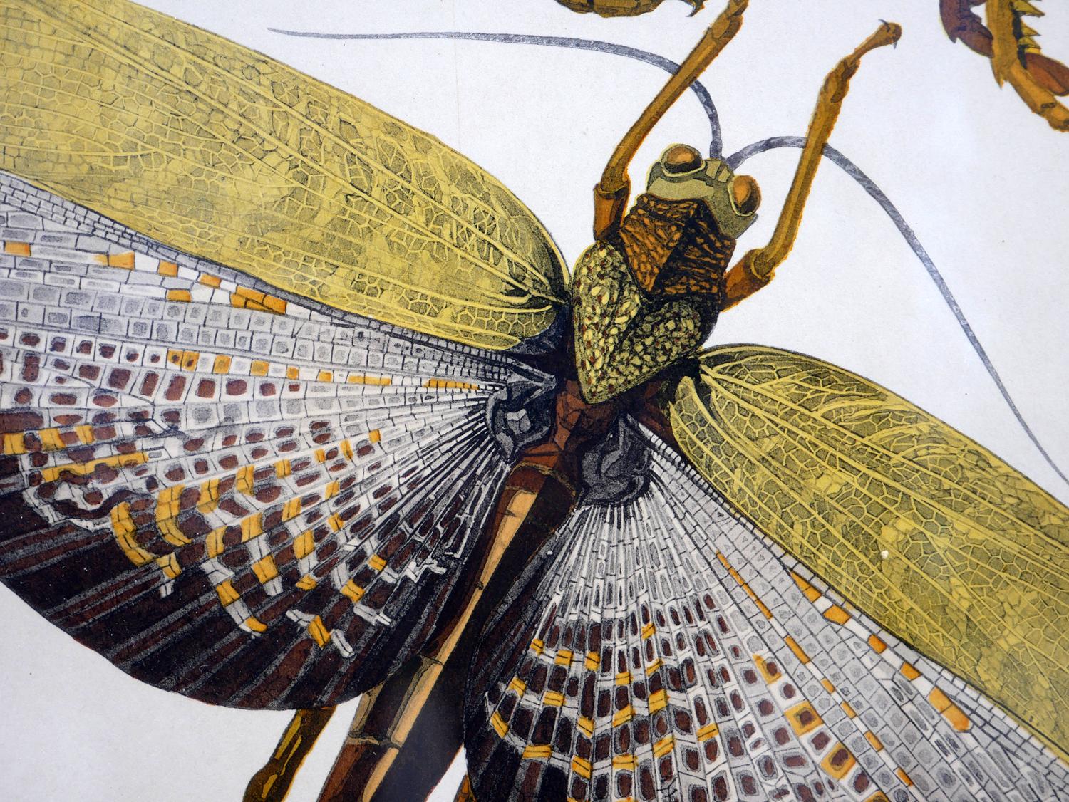 Twentieth-Century Earth-Toned Naturalistic Pochoir Print of Various Insects 9