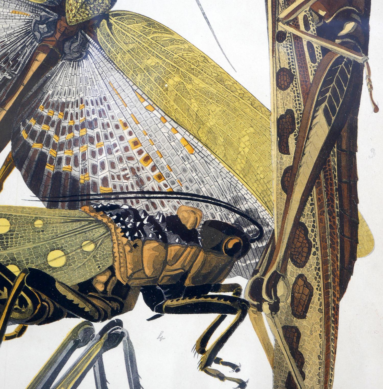 Twentieth-Century Earth-Toned Naturalistic Pochoir Print of Various Insects 11