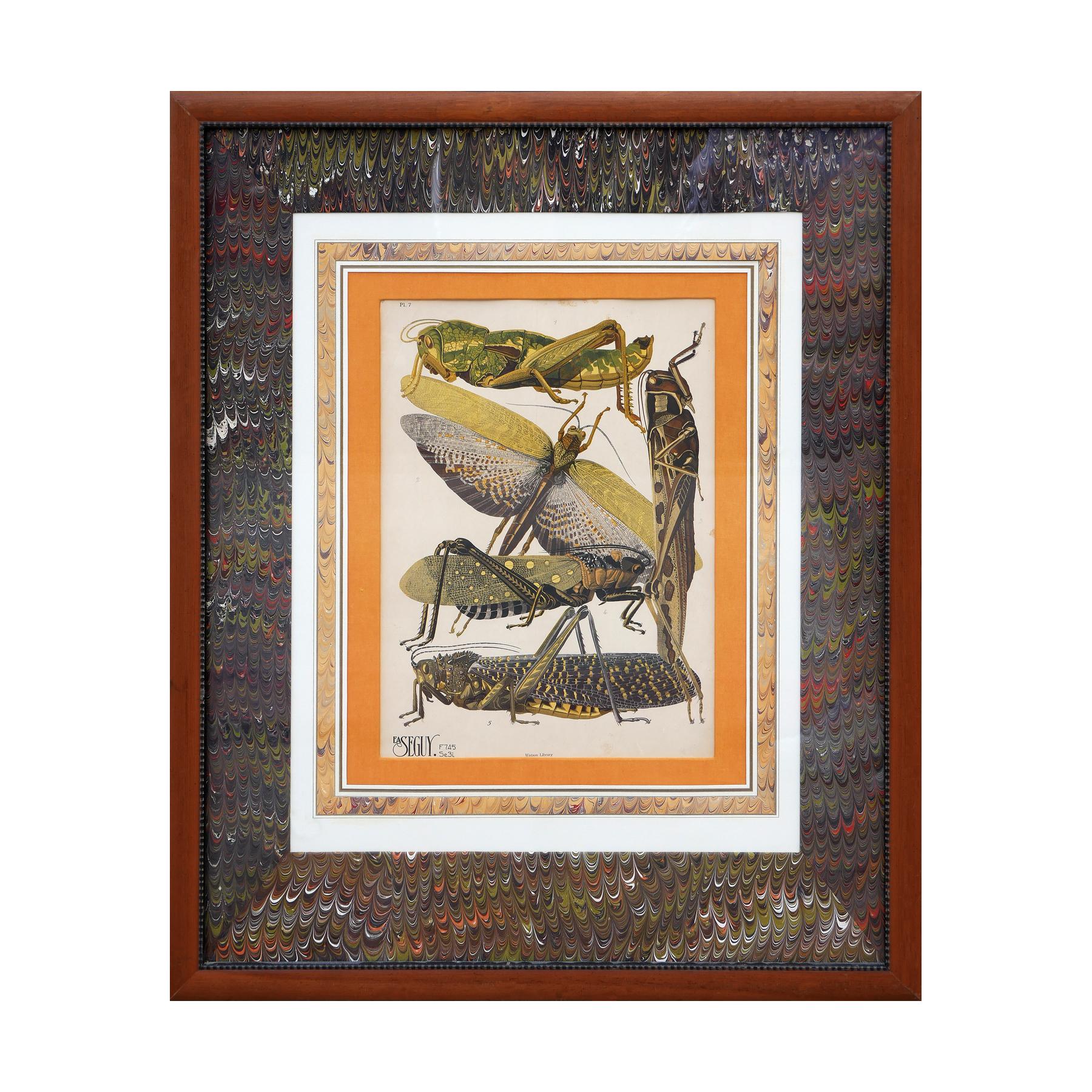 Twentieth-Century earth-toned naturalistic pochoir print by E.A. Séguy. The print depicts a naturalistic rendering of insects namely: a snakeweed grasshopper, an American grasshopper, an Aularch, a female Carolina grasshopper, and a black and yellow