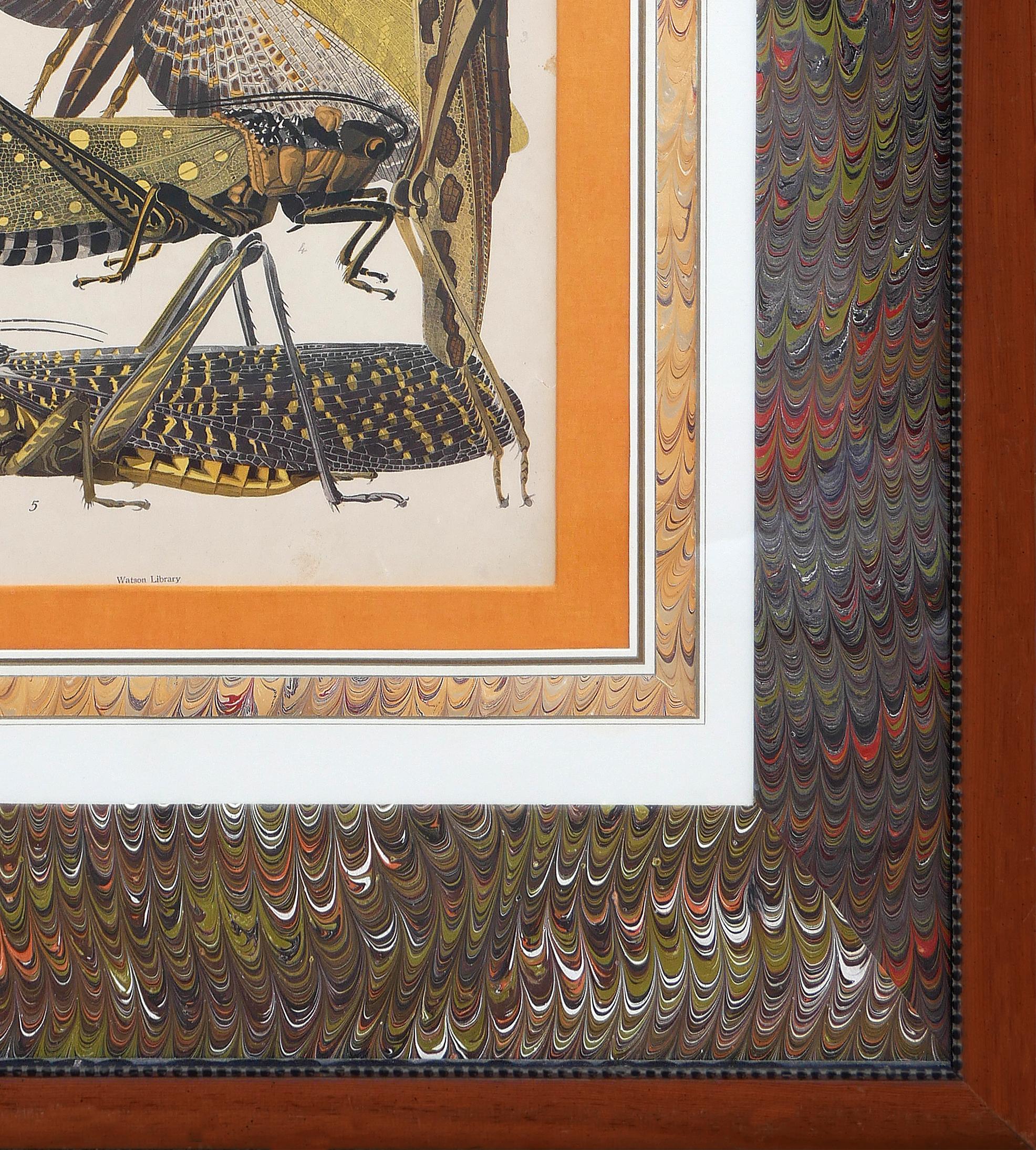 Twentieth-Century Earth-Toned Naturalistic Pochoir Print of Various Insects 4