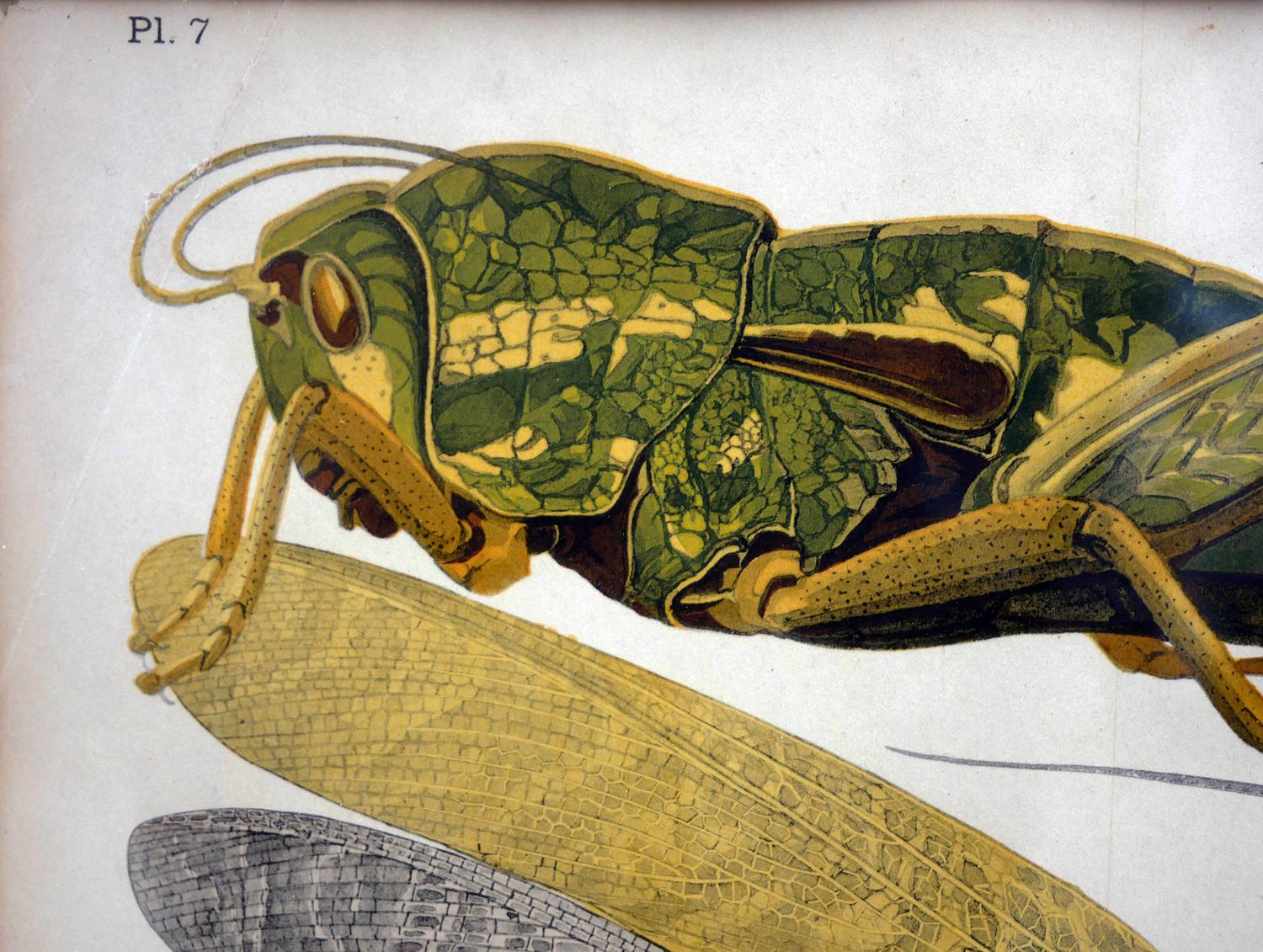 Twentieth-Century Earth-Toned Naturalistic Pochoir Print of Various Insects 5
