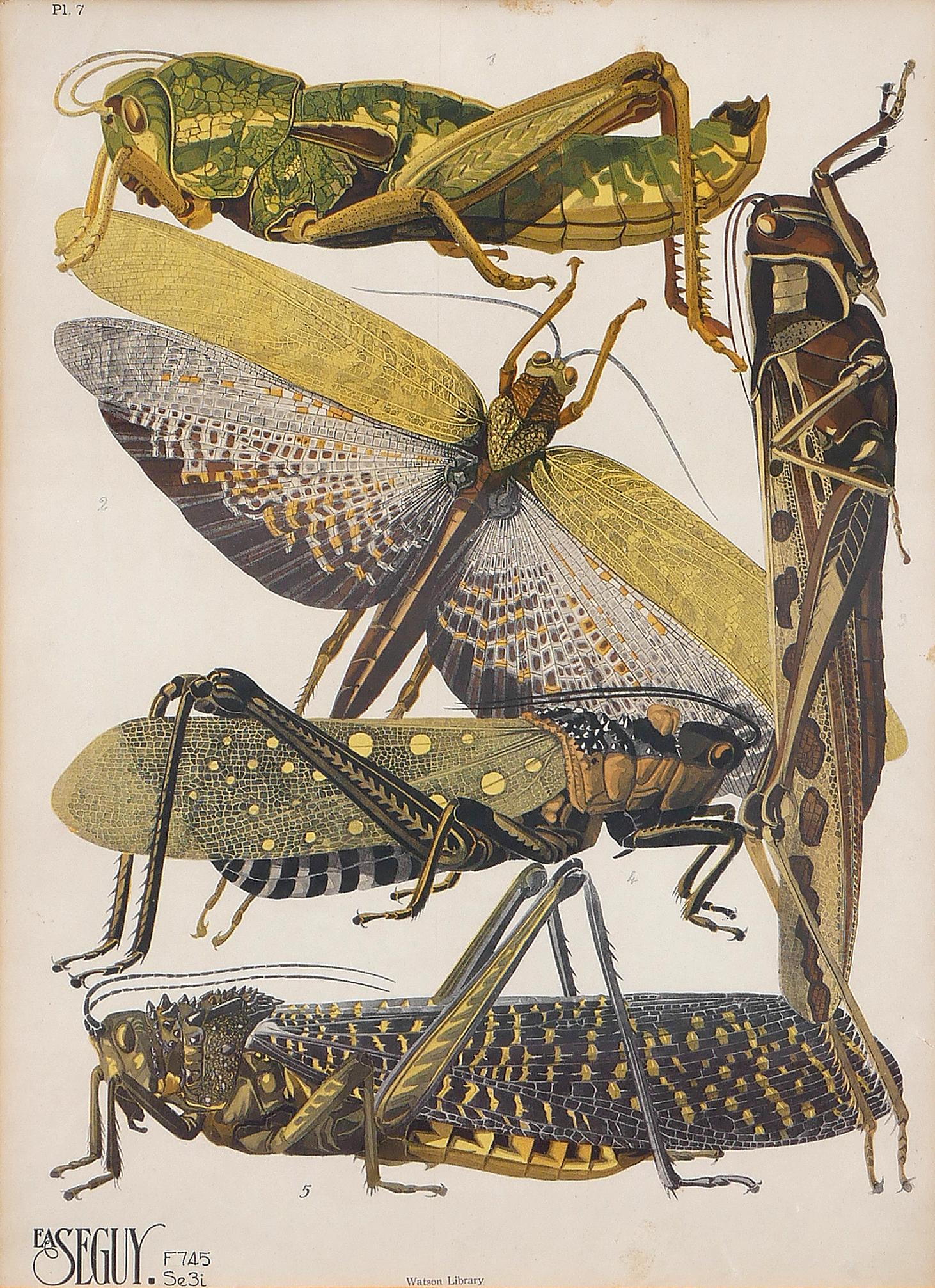 Twentieth-Century Earth-Toned Naturalistic Pochoir Print of Various Insects 6