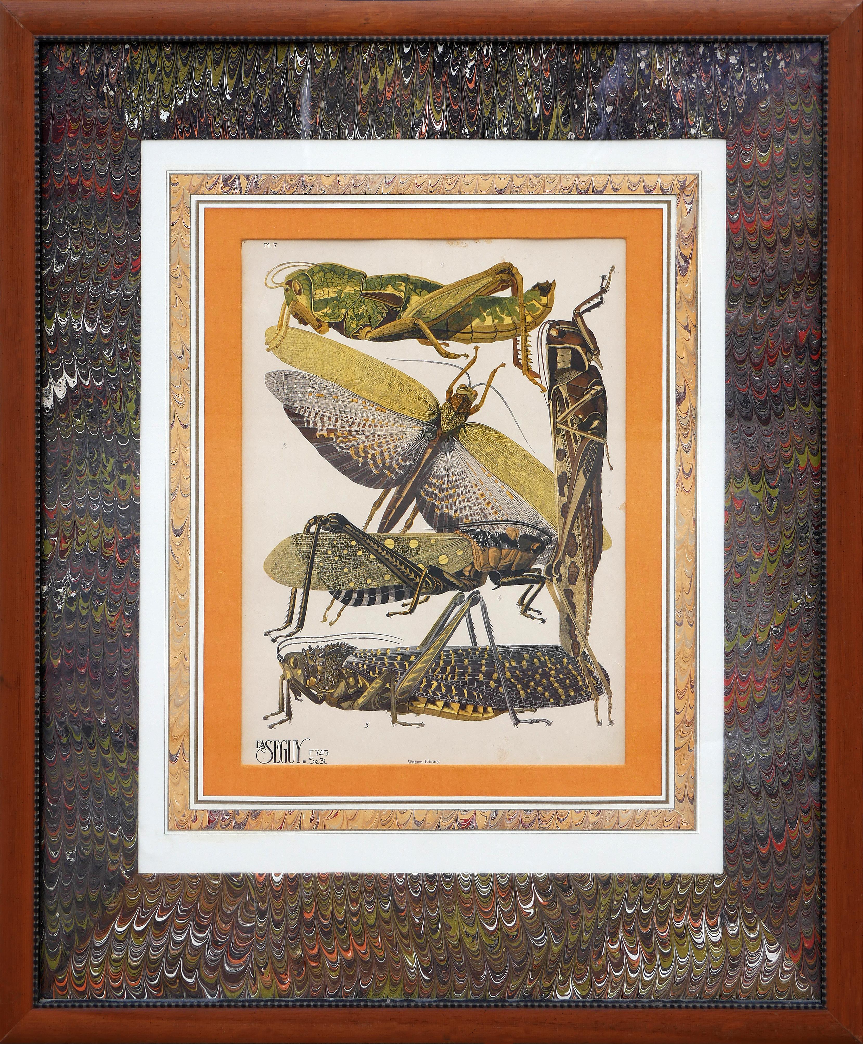 E.A. Seguy Animal Print - Twentieth-Century Earth-Toned Naturalistic Pochoir Print of Various Insects