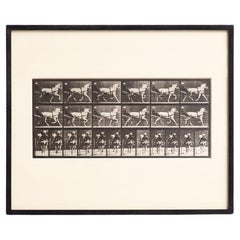 D'après Eadweard Muybridge Héliogravure noir et blanc Electa Editrice Portfolio