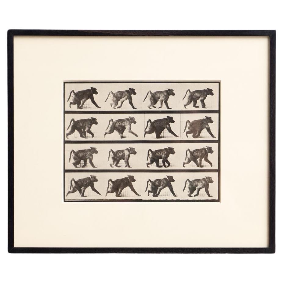 Photogravure Photography