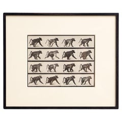 Black and White Photography