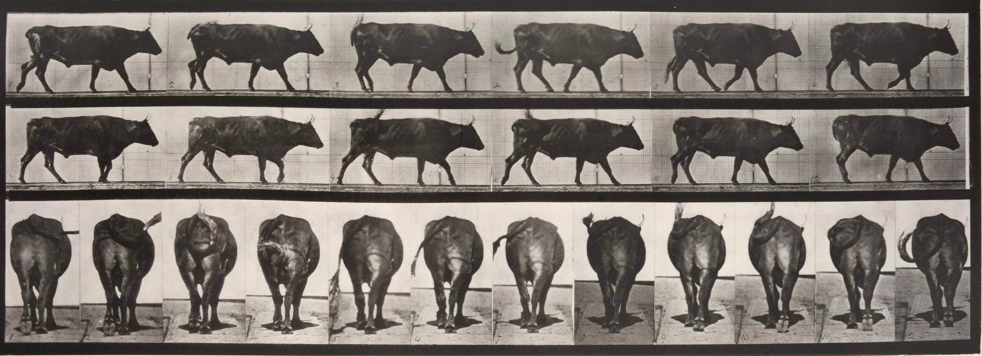 animal locomotion 1887