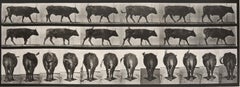 Animal Locomotion : 671 (pieds de bœuf), 1887 - Muybridge porté à la main