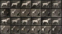 Animal Locomotion: Plate 573 (Man Pulling Horse By Reins), 1887 - Muybridge