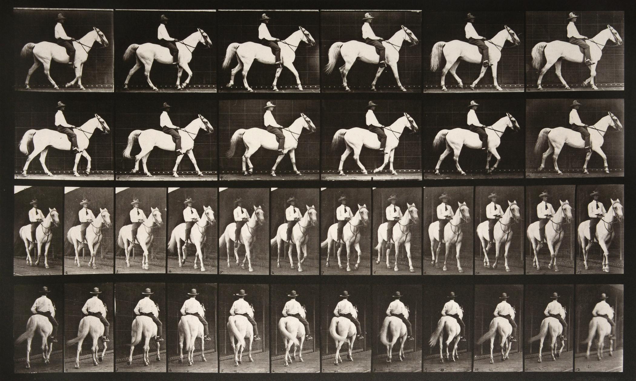 Eadweard Muybridge - Animal Locomotion: Plate 723 (Lioness Walking ...