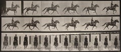 Animal Locomotion: Plate 593 (Man Riding Cantering Horse), 1887