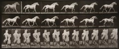 Animal Locomotion: Plate 596 (Horse Cantering), 1887 - Eadweard Muybridge