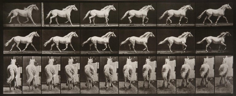 Eadweard Muybridge - Animal Locomotion: Plate 596 (Horse Cantering ...