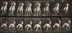 Animal Locomotion: Plate 634 (Man Riding Galloping Horse), 1887 - Muybridge