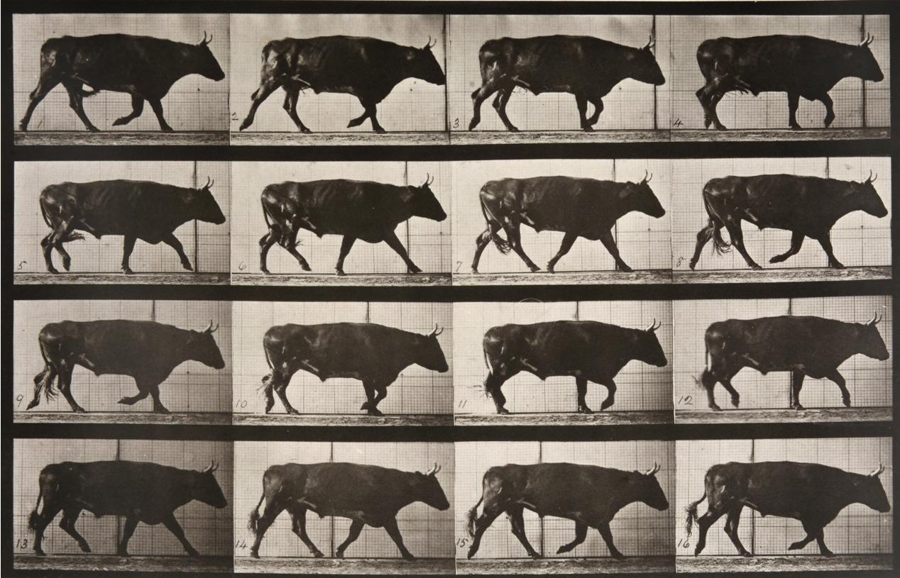 Animal Locomotion: Plate 672 (Ox Walking), 1887 - Eadweard Muybridge