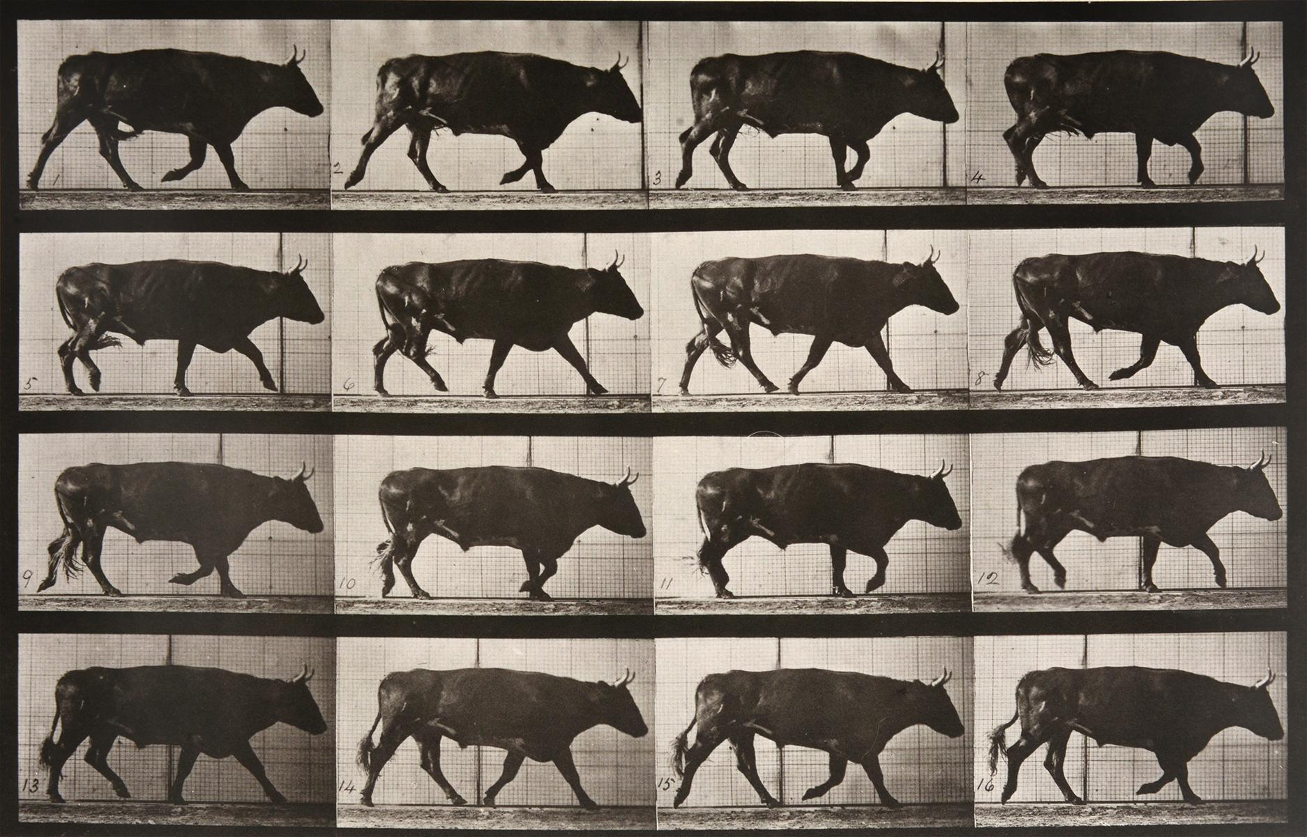 Black and White Photograph di Eadweard Muybridge - Locomozione animale: Piastra 672 (Camminata del bue)
