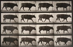 Locomozione animale: Piastra 672 (Camminata del bue)
