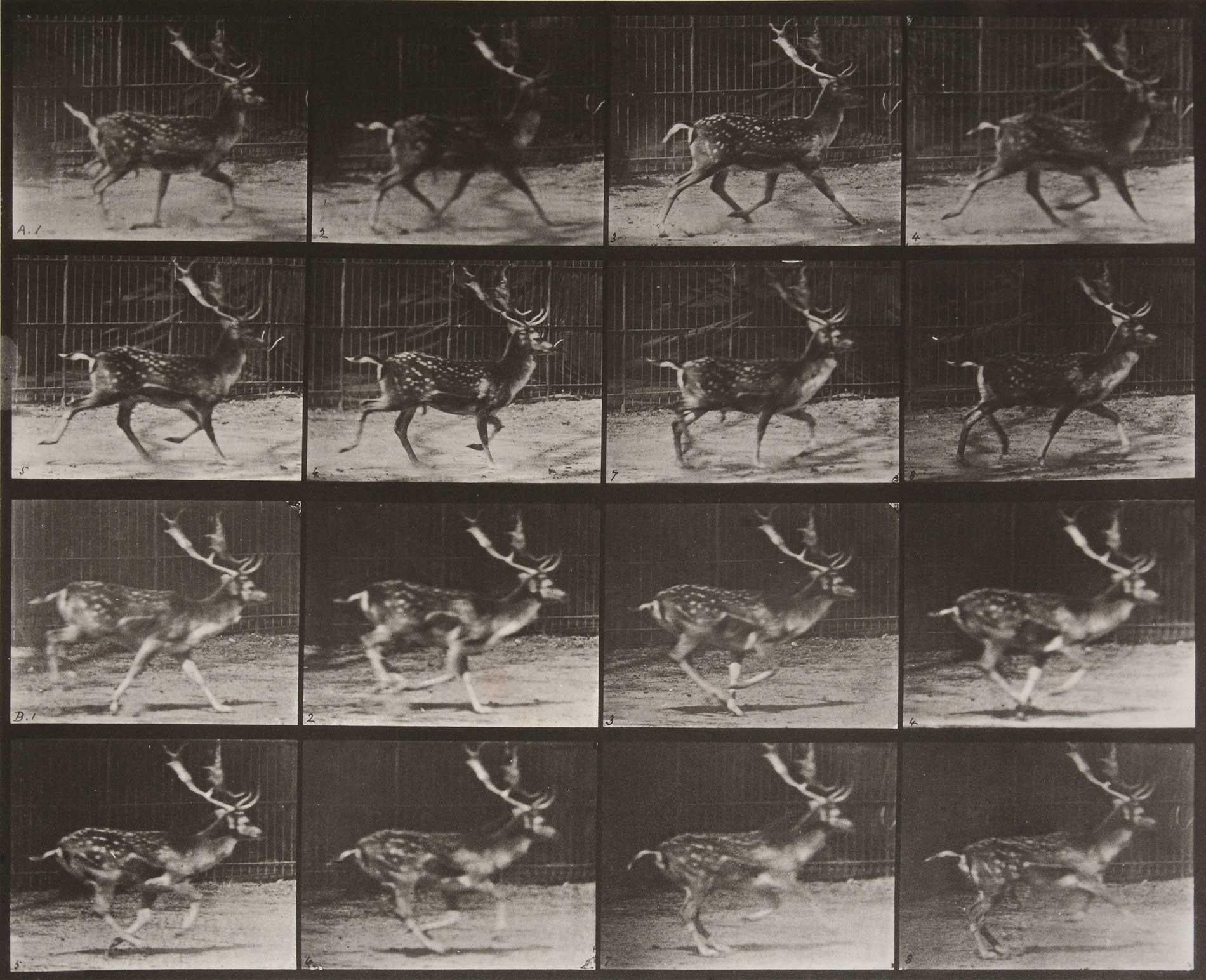 Eadweard Muybridge Black and White Photograph - Animal Locomotion: Plate 682 (Stag Running)