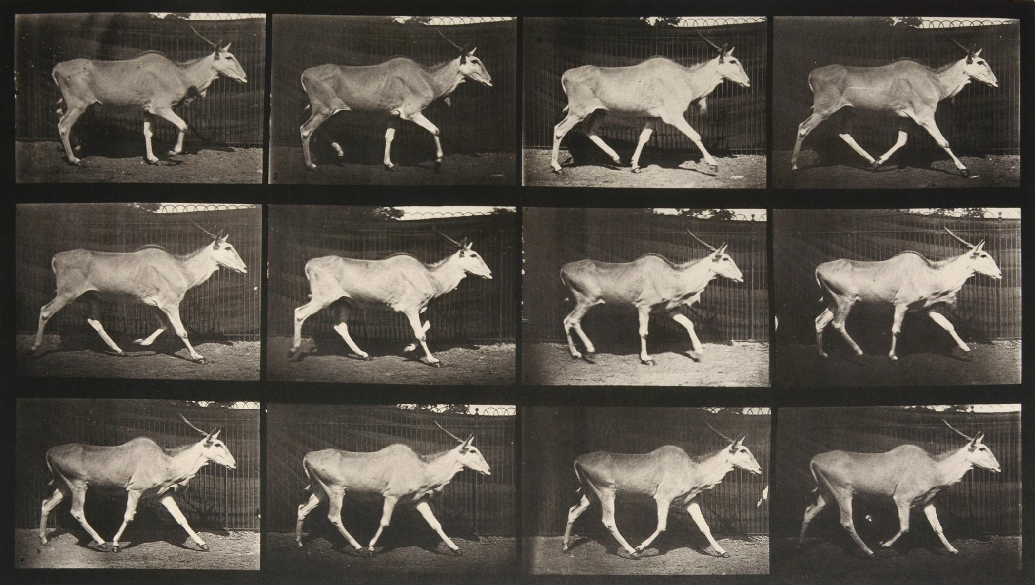 muybridge animals