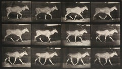 Locomotion animale : Planche 696 (marche de l
éland), 1887 - Eadweard Muybridge