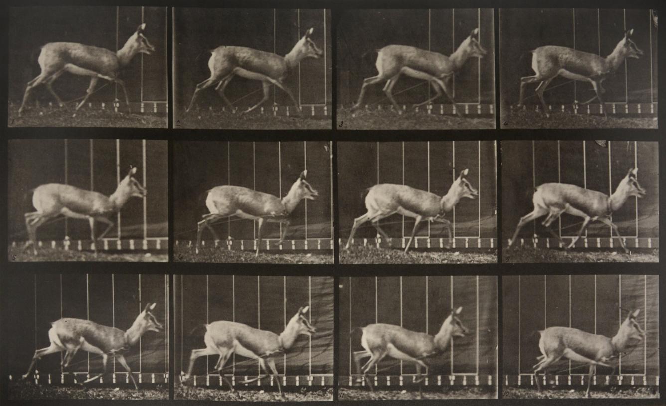 Animal Locomotion: Plate 697 (Antelope Trotting), 1887 - Eadweard Muybridge