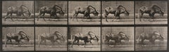 Animal Locomotion: Plate 701 (Gnu Walking) - Eadweard Muybridge