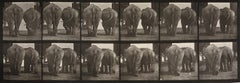 Animal Locomotion: Plate 735 (Two Elephants Walking), 1887 - Eadweard Muybridge