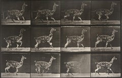 Animal Locomotion: Plate 743 (Llama Galloping), 1887 - Eadweard Muybridge