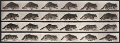 Animal Locomotion : planche 744 (Raccoon Walking), 1887 - Eadweard Muybridge